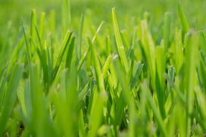 Green Grass Leaves in Soft Blurry Focus for Natural Concept Background photo