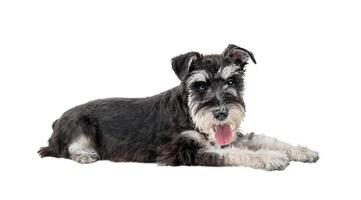Black miniature schnauzer lying with tongue hanging out isolated photo