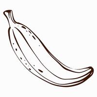Illustration of a banana designed in line art style. Ideal for food related project packaging or logo. Represents healthy organic and vegan ingredient. vector