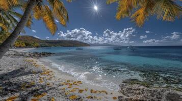 A beach with palm trees and a boat on the water photo