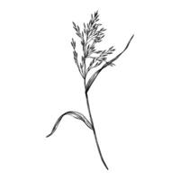 Branch of grass, bluegrass, bent. Sketch in line art style painted by black inks vector