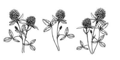 Collection of compositions with blooming clovers. Hand drawn botanical illustration. Sketch painted by black inks line on white isolated background. For clipart, greeting card, package vector