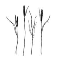 Timothy grass set. Hand drawn illustration. Sketch in line art style painted by black inks For clip art, cards vector