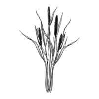 Timothy grass composition. Hand drawn illustration. Sketch in line art style painted by black inks For clip art, cards vector