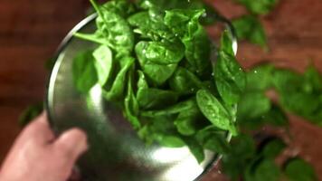 The chef tosses spinach in a saucepan. Filmed on a high-speed camera at 1000 fps. High quality FullHD footage video