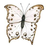 Monarch Butterfly Isolated on White Background. Hand drawn flying insects. Watercolor illustrations in calm beige tones for background, texture, wrapper pattern, frame or border vector