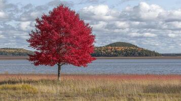 A lone red tree stands in a field near a lake photo