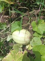 Unripe Green Crystal Apple Cucumber Growing in the Garden. photo