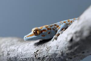 Close-up of a gecko resting on a branch. Its light blue and orange patterned scales are visible photo