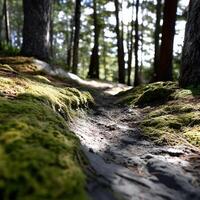 Moss-covered trail through a sunlit forest. Sunlight filters through the trees, illuminating a narrow path lined with moss photo