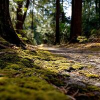 Forest path lined with moss. Sunlight filters through trees photo