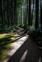 Sunlight filtering through a forest trail. Shadows stretch across a well-worn path. Lush green undergrowth. Tall trees line the path photo