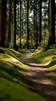 A path through a forest with mossy trees photo