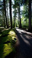 Sun-drenched forest path lined with tall trees. Mossy ground beside a paved walkway photo