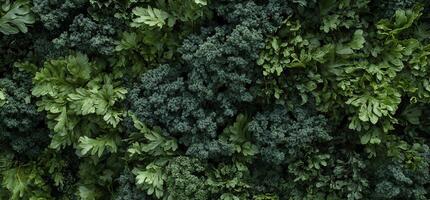 Fresh greens mix, various leafy vegetables closely packed photo