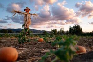 Scarecrow in pumpkin patch at sunset photo