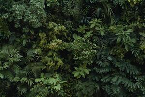A wall of green plants and trees in a forest photo