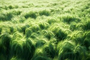 Lush Green Field of Barley Swaying in the Breeze - Perfect for Nature Posters and Agricultural Designs photo