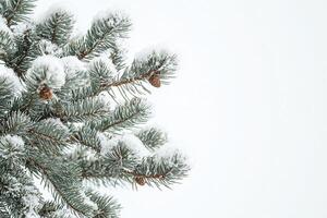 Snowy evergreen winter forming elegant spacious holiday border against pristine white backdrop with branches copywriting area photo