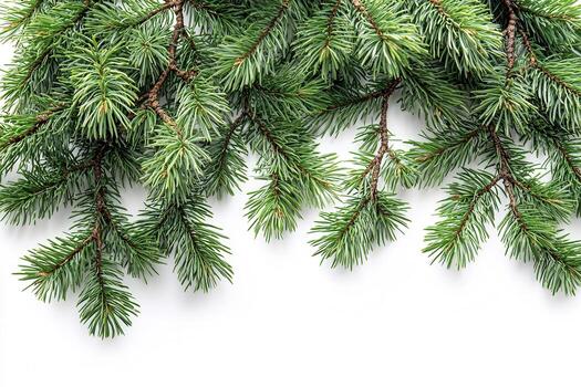 evergreen branches holiday elegant winter forming border against pristine white backdrop with spacious copywriting area photo