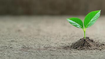 Young green seedling sprouting in rich soil, bathed in warm sunlight, representing growth, financial potential, and ecological commitment photo