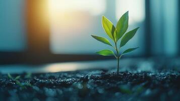rich green seedling sprouting in growth, soil, bathed in warm sunlight, representing Young financial potential, and ecological commitment photo