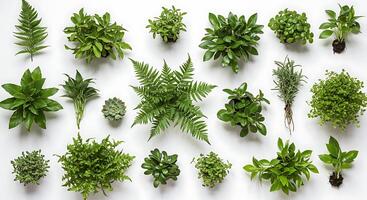 Various types of plants are arranged in a circle photo