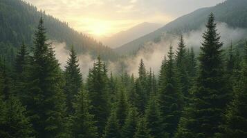 A forest with trees and mountains in the background photo