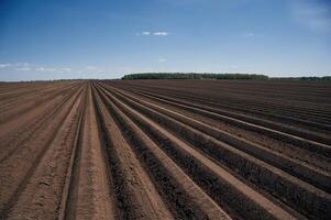 Beautiful landscape of agricultural field that is cultivated photo