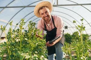 Using ,digital ,,tablet. Man in greenhouse is working with plants photo