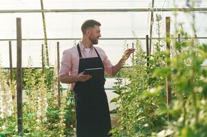 Using digital tablet. Man in greenhouse ,,is working with plants photo