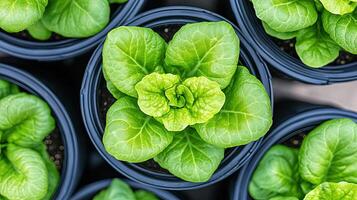 Fresh Green Lettuce Growing in Individual Pots on a Farm Garden photo