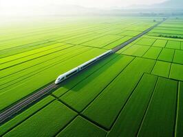 High-speed train travels through lush green rice fields photo