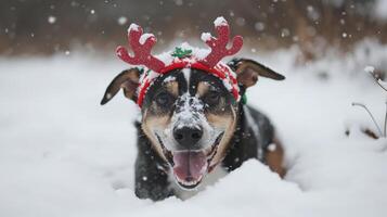 Festive canine portrait in snowy winter landscape. photo