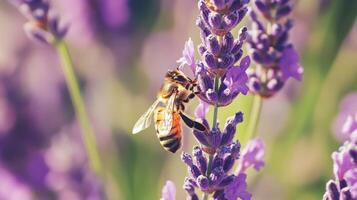 Vibrant honeybee gathering nectar from lavender blooms. photo
