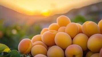 A close-up view of a pile of ripe apricots at sunset. photo
