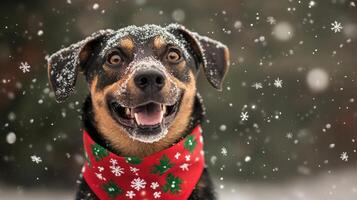 Joyful dog wearing festive bandana in snowy weather. photo