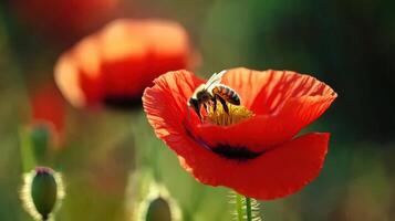 Vibrant red poppy flower with busy bee in close-up. photo