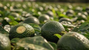 Fresh avocados on the ground with leaves. photo