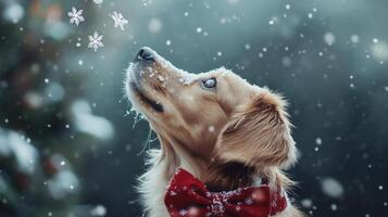Golden retriever in snowfall, looking upward, festive bow tie. photo