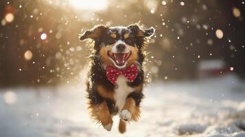 Playful dog leaping through snowy landscape. photo