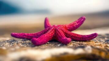 Close-up of a vibrant crimson starfish on a rocky shoreline. photo