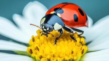 Close-up view of a ladybug on a daisy blossom. photo