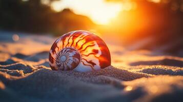 Sunset illuminates a spiral seashell on sand. photo
