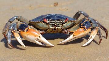 A crab with large claws on its legs photo