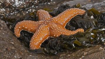 Close-up of a starfish nestled amongst seaweed. photo