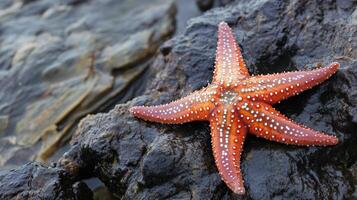 Close-up view of a vibrant orange starfish on a dark rock. photo