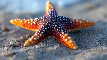 Colorful starfish resting on sandy beach. photo