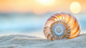 Seashell resting on the beach at sunrise. photo