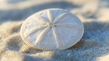 Close-up view of a seashell on sandy beach. photo